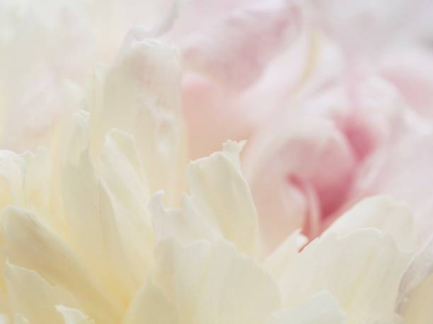 istock Pastel Peony Petals 1252942860