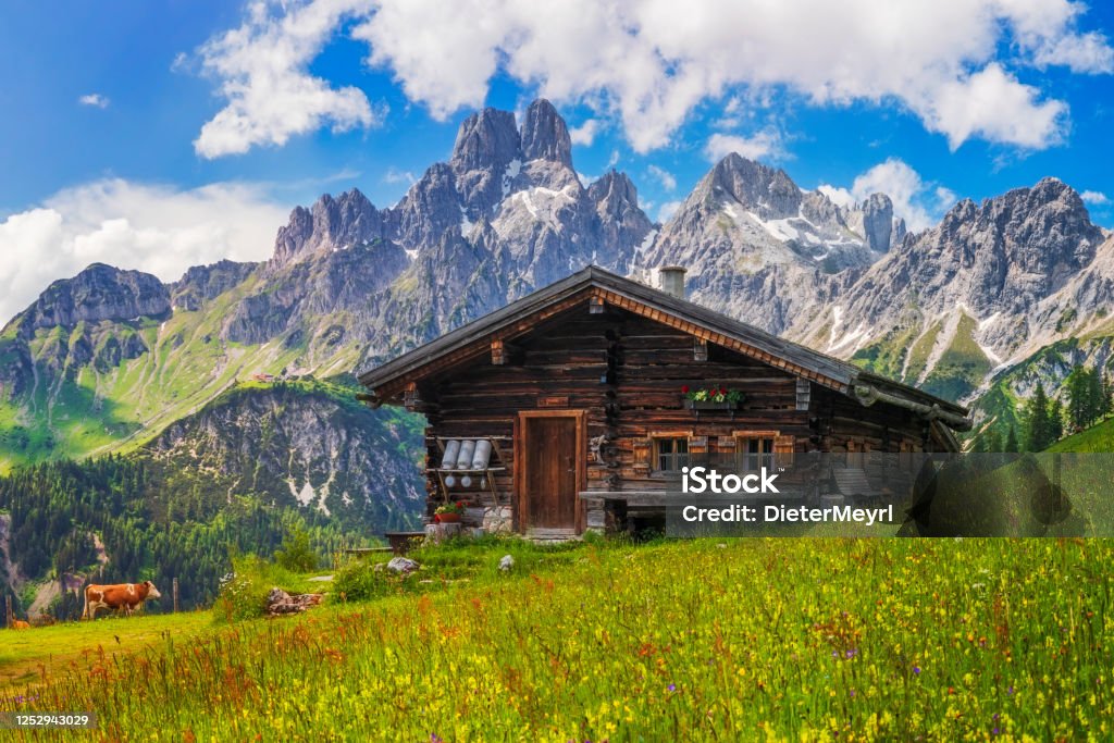 Alpine scenery with mountain chalet in summer Wooden hut on Meadow by Mount Dachstein with Mount Bischofsmütze, Sulzenalm with cow in background Mountain Stock Photo