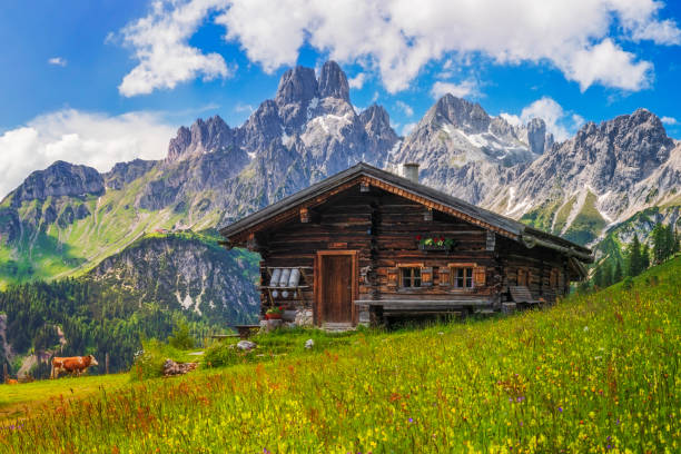 Alpine scenery with mountain chalet in summer Wooden hut on Meadow by Mount Dachstein with Mount Bischofsmütze, Sulzenalm with cow in background chalet stock pictures, royalty-free photos & images