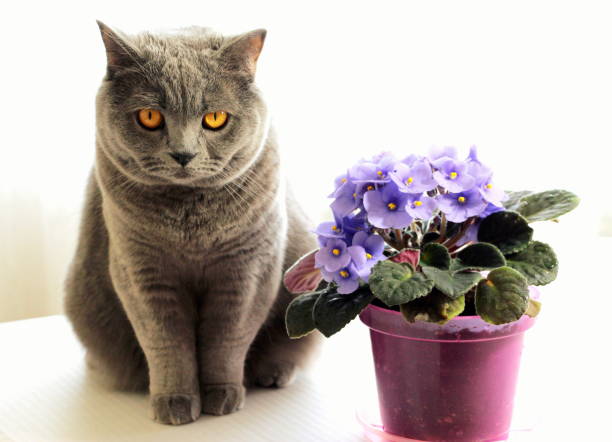istock Domestic cat and flowers. 1252943113