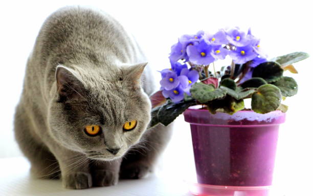 istock Domestic cat and flowers. 1252943740