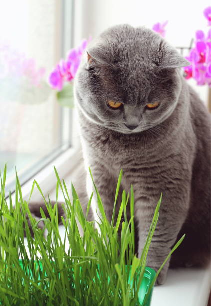 istock Domestic cat and grass 1252943855