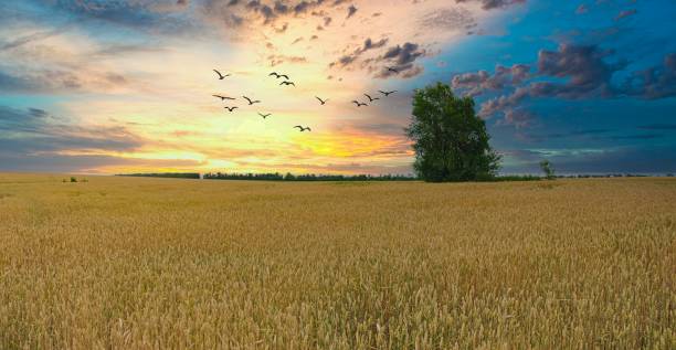 istock field with wheat grows on a farm 1252949568