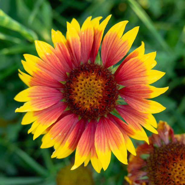 istock flower grows on a background of green leaves 1252949634