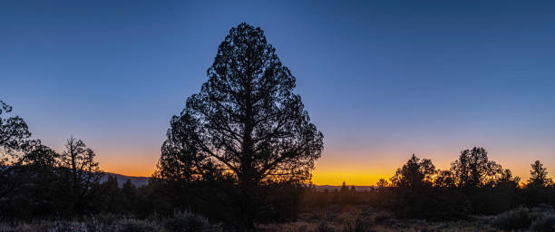 istock Silhouetted juniper trees against blue and gold background 1252950828