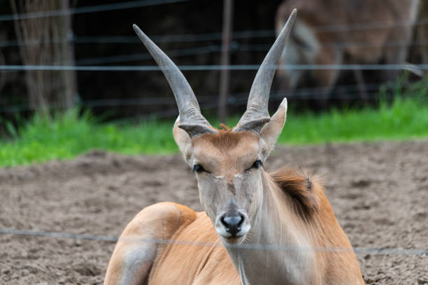 Common Eland (Taurotragus oryx) is the largest of the African antelope species. Common Eland (Taurotragus oryx) is the largest of the African antelope species. giant eland stock pictures, royalty-free photos & images