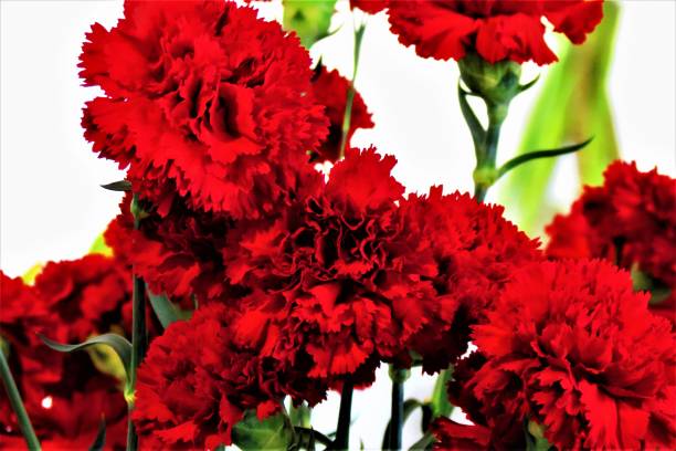 istock Beautiful   Dianthus caryophyllus   ( red carnation  ) flowers .Floral background. 1252953381