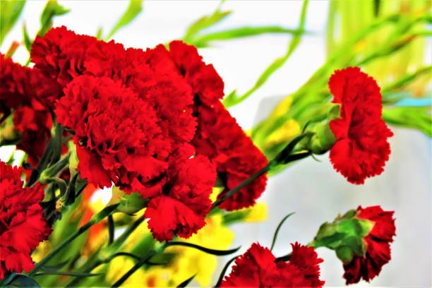 istock Beautiful   Dianthus caryophyllus   ( red carnation  ) flowers .Floral background. 1252953386