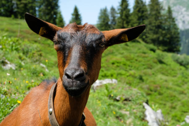 istock Close up from a goat in the austrian alps 1252953513