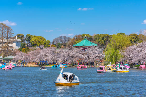Family enjoying swan boat and cherry blossoms in the Shinobazu pond of Ueno. tokyo, japan - march 31 2020: Couple enjoying swan boat pedalo in the Shinobazu pond in front of the Bentendo Hall of Kaneiji temple surrounded by cherry blossoms in Ueno park. shinobazu pond stock pictures, royalty-free photos & images