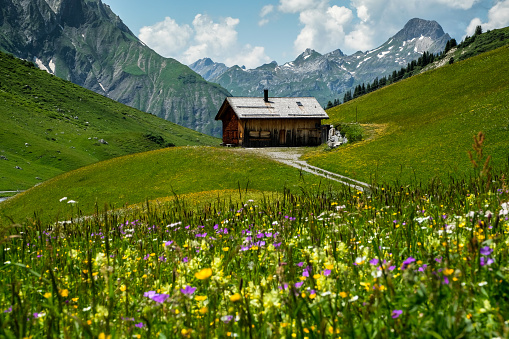 Log House with colorful alpine meadow and peaks around, Vorarlberg, Austria, Europe