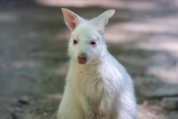 istock Albino Wallaby Joey with sleepy eyes 1252955110