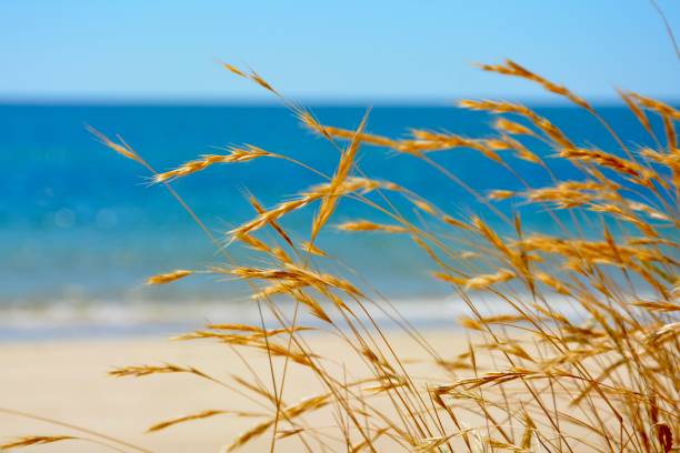 istock Tavira beach, Portugal 1252955987