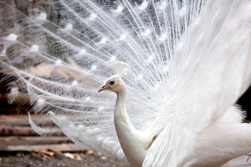 White peacock, background with copy space, full frame horizontal composition