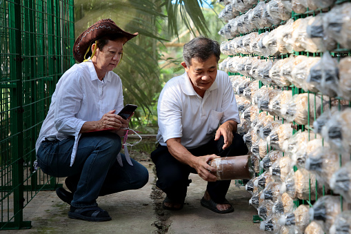 The mushroom farm owners are discussing the possible infection on black fungus growth packs in Malaysia greenhouse.