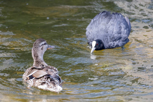 istock Coot and Mallard in Cambridge, UK 1252958852