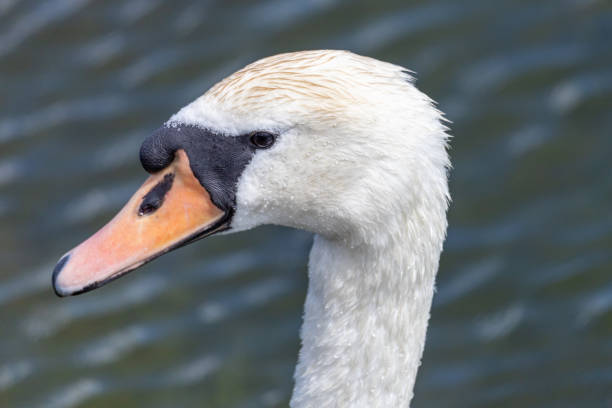 istock Mute Swan Portrait, Cambridge, UK 1252958854