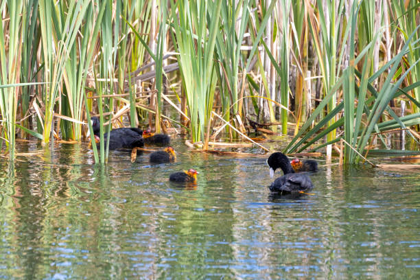 istock Young Coots with parents, Cambridg, UK 1252958855