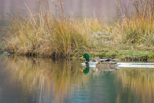 Mallard duck pair - male and female