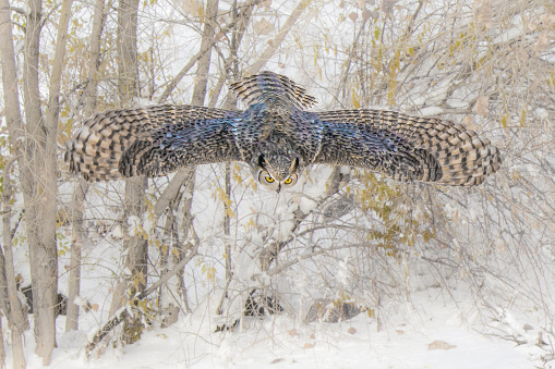 Colorful Great Horned Owl in flight
