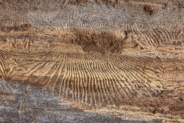 istock texture of tree bark decorated with patterns left over from the bark beetles 1252960469