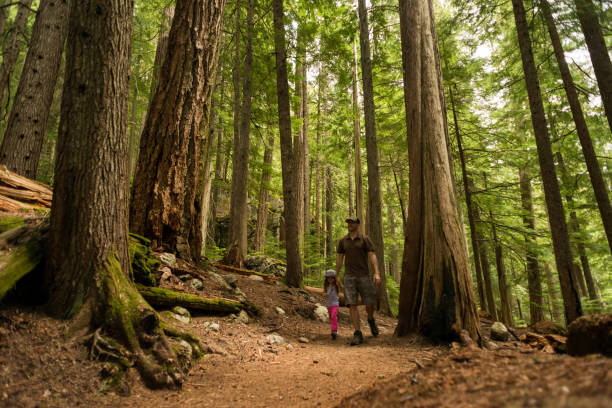 istock Father and daughter hiking in the forest 1252960558
