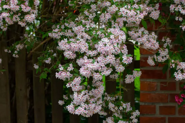 Photo of Flowers of a beauty bush, also called Kolkwitzia amabilis, Kolkwitzie or Perlmuttstrauch