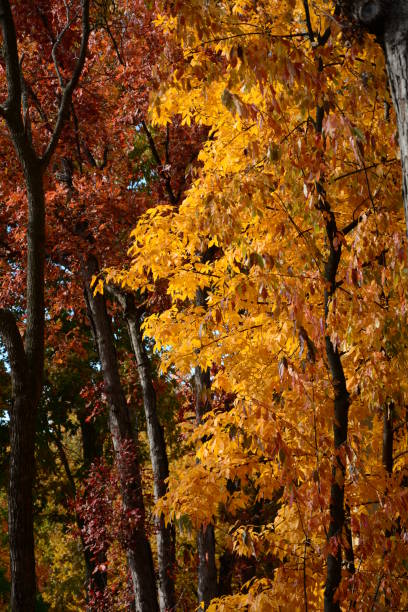 istock Images of Autumn 1252962111