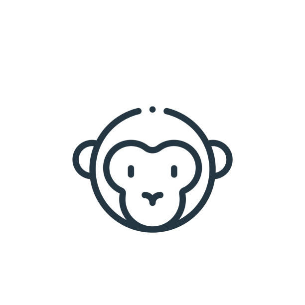 ilustrações, clipart, desenhos animados e ícones de ícone vetorial macaco. macaco golpe editável. símbolo linear macaco para uso em aplicativos web e móvel, logotipo, mídia impressa. ilustração de linha fina. desenho de contorno isolado do vetor. - monkey