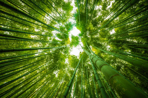 bambù gigante - giant bamboo foto e immagini stock