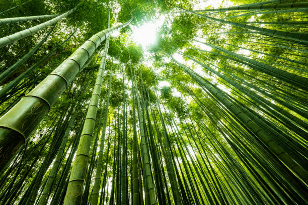 bambou géant - bamboo photos et images de collection