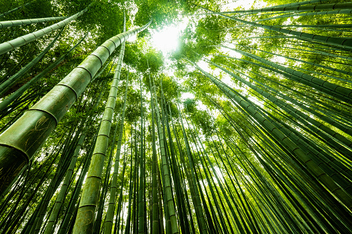 bamboo background texture, light and shadow.