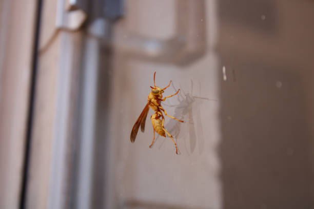 istock Golden Paper Wasp 1252968054