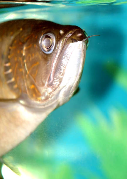 istock Arowana fish swim in clean water 1252968609