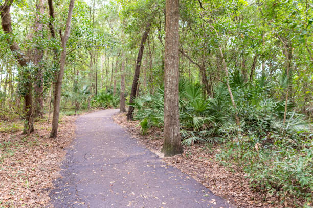 istock Wooded Footpath in Florida Public Park 1252969986