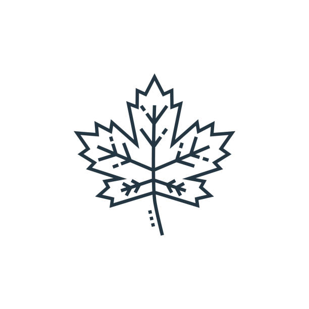 maple leaf vector icon. maple leaf editable stroke. maple leaf linear symbol for use on web and mobile apps, logo, print media. Thin line illustration. Vector isolated outline drawing. maple leaf vector icon. maple leaf editable stroke. maple leaf linear symbol for use on web and mobile apps, logo, print media. Thin line illustration. Vector isolated outline drawing. maple leaf stock illustrations