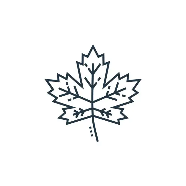 Vector illustration of maple leaf vector icon. maple leaf editable stroke. maple leaf linear symbol for use on web and mobile apps, logo, print media. Thin line illustration. Vector isolated outline drawing.