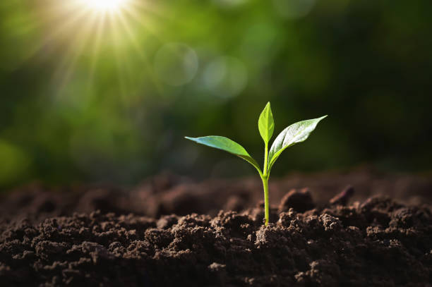 istock small tree growing on soil in garden with sunshine. eco 1252974132