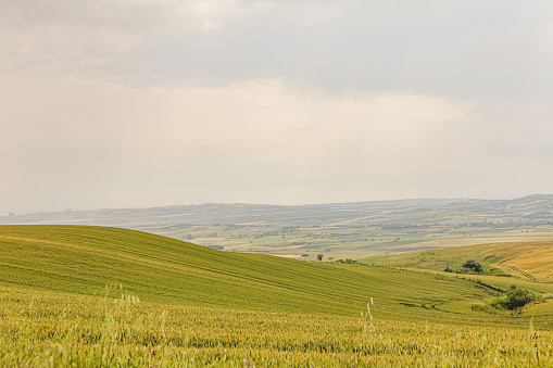 Rolling hills of green grass on lawn