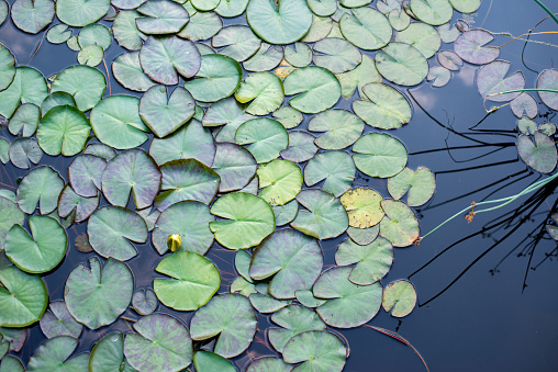 Water lily in the lake in summer.