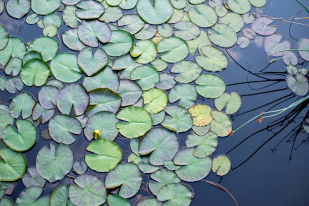 водяная лилия в озере - вода lily стоковые фото и изображения