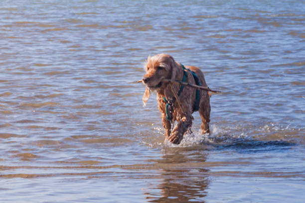 istock training game with dog pet. cocker spaniel pet brings the owner a stick on command from sea water on the beach. light ginger brown spaniel dog with wet fur in water 1252975400