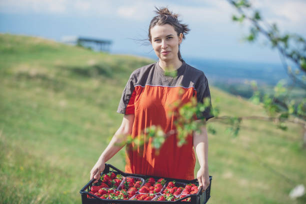 istock Ready to take strawberries home! 1252975478