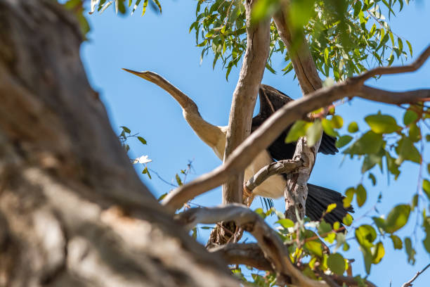 Australian Egret perched in a tree near the South Yunderup estuary