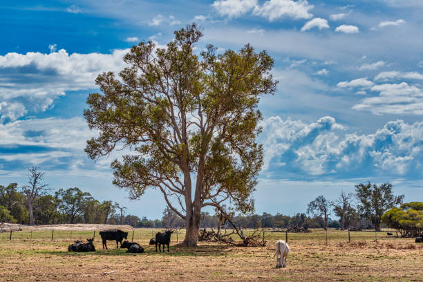 istock Cows grazing in the meadow at country WA Perth 1252982155