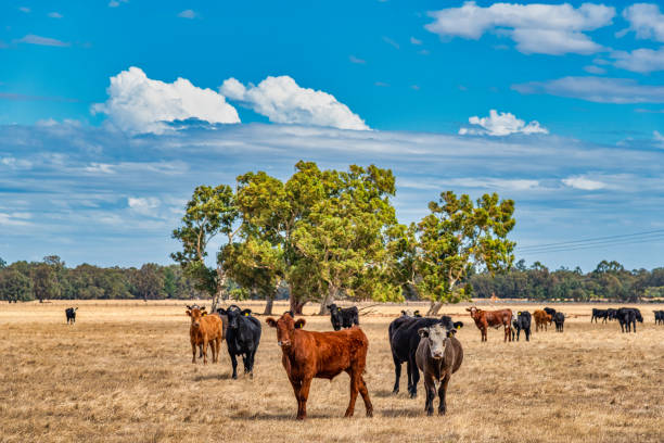 istock Cows grazing in the meadow at country WA Perth 1252982156