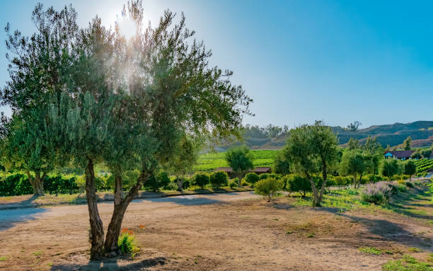 regione vinicola di temecula con raggi del sole attraverso l'albero. - vineyard in a row crop california foto e immagini stock