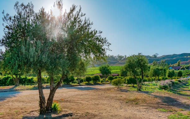 木を通して太陽の光を持つテメキュラワインの国。 - vineyard in a row crop california ストックフォトと画像