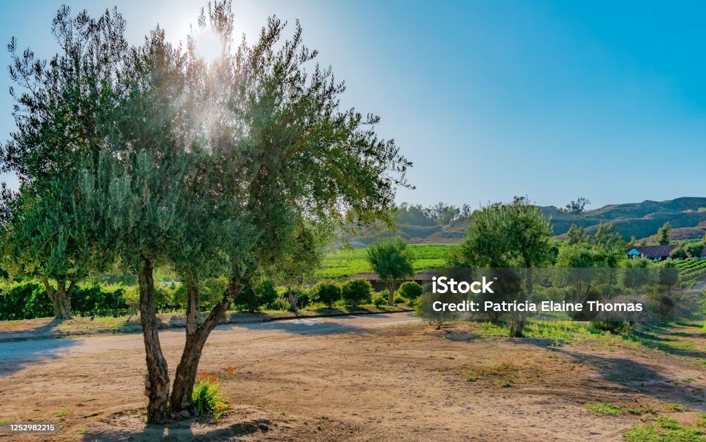 Temecula wine country with sun rays through tree. A Temecula wine country vineyard glows in brilliant green and lush foliage in the last light of the day.  The sun and it's rays come through a tree in the foreground. Temecula Valley Stock Photo