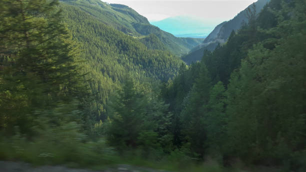 istock Forest in the Rocky Mountains with dense trees 1252982234